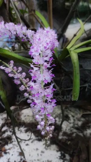 ফক্সটেইল অর্কিড (১টি গাছ)