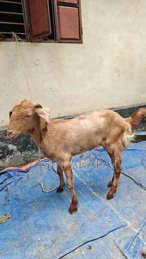 কুরবানীর উপযোগী মেয়ে ছাগল