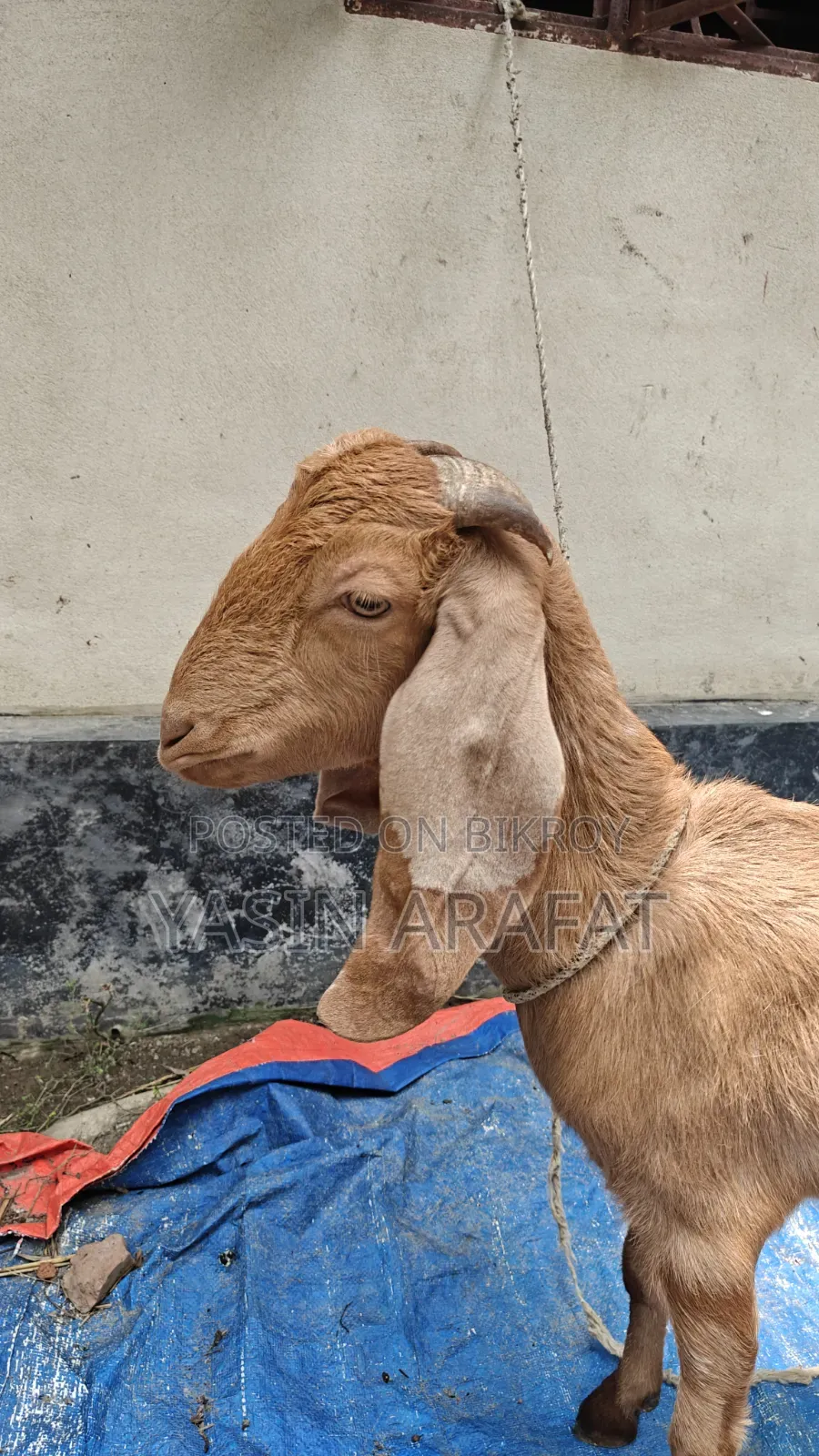 কুরবানীর উপযোগী মেয়ে ছাগল