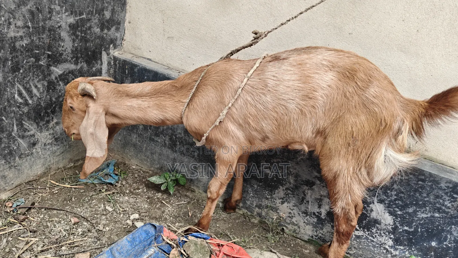 কুরবানীর উপযোগী মেয়ে ছাগল
