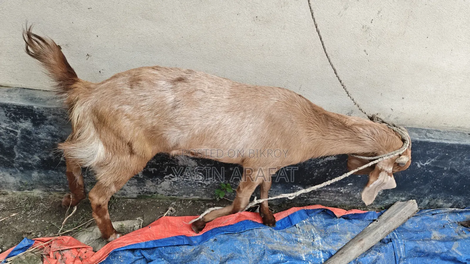 কুরবানীর উপযোগী মেয়ে ছাগল