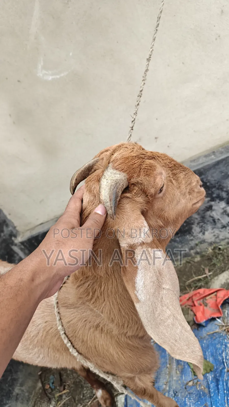 কুরবানীর উপযোগী মেয়ে ছাগল