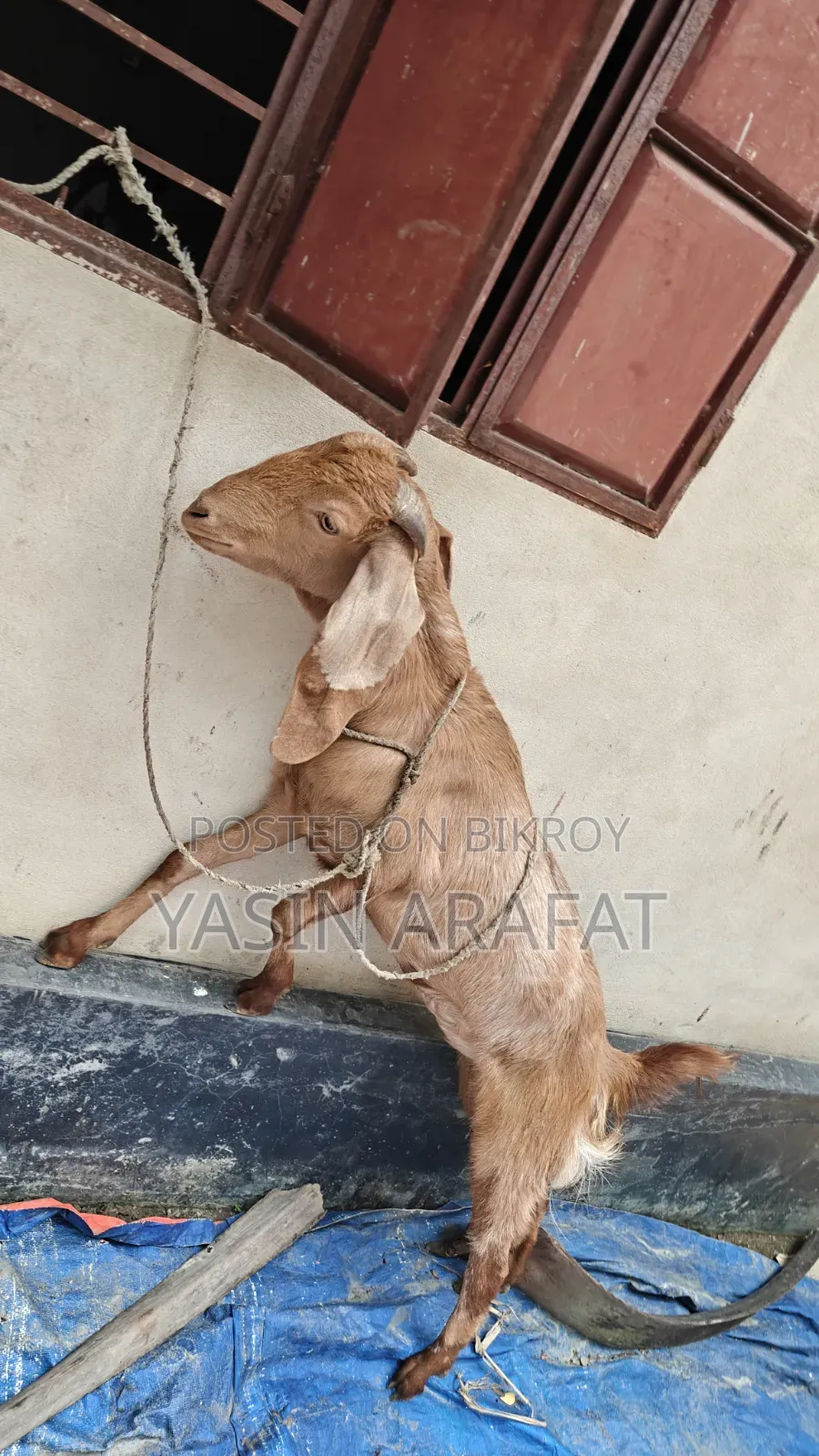 কুরবানীর উপযোগী মেয়ে ছাগল