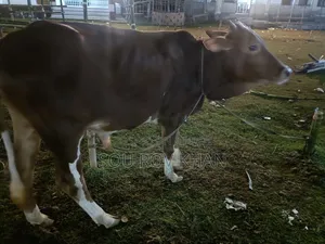 গরু কোরবানি
