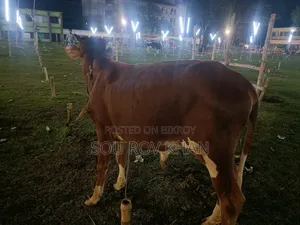 গরু কোরবানি