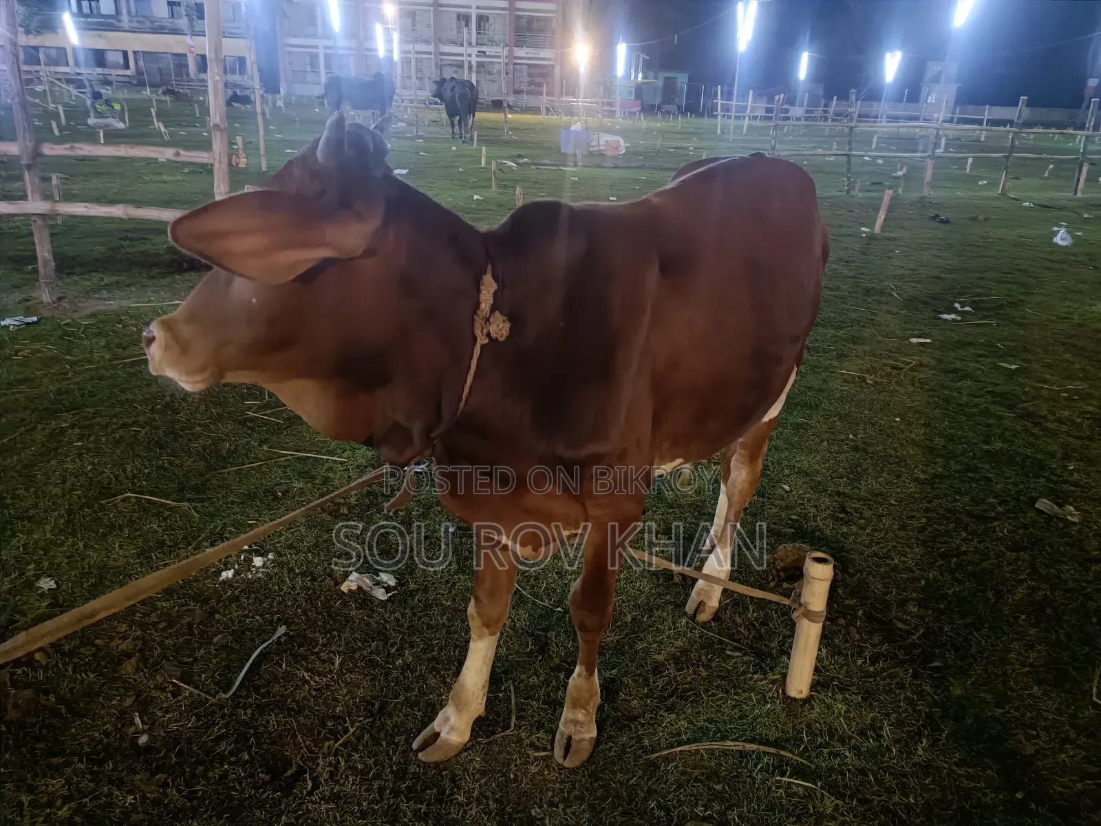 গরু কোরবানি