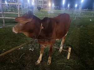 গরু কোরবানি