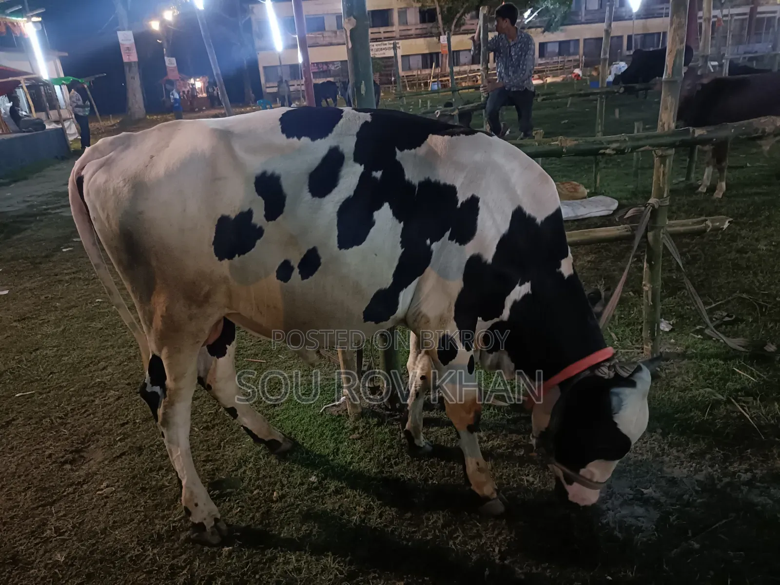 কোরবানি উপযোগী গরু