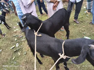 ছাগল বড় সাইজ (খাসি ২ টি)
