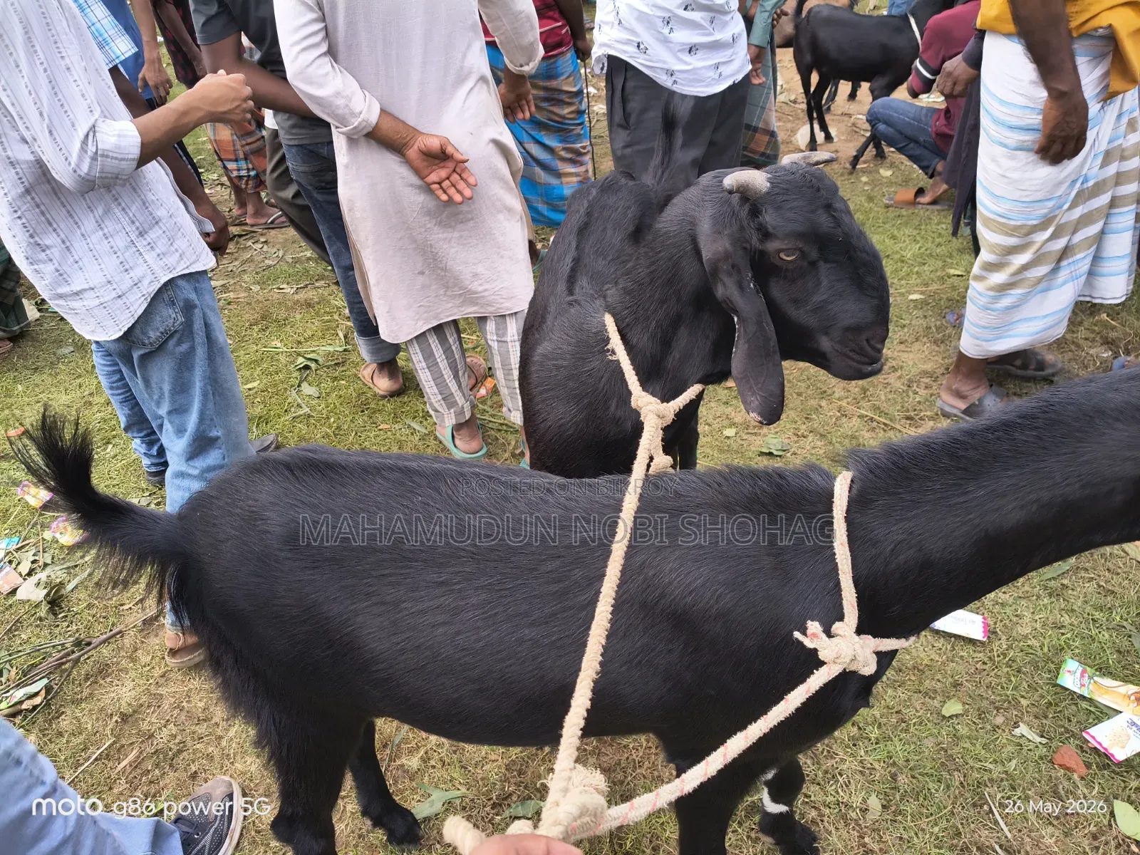 ছাগল বড় সাইজ (খাসি ২ টি)
