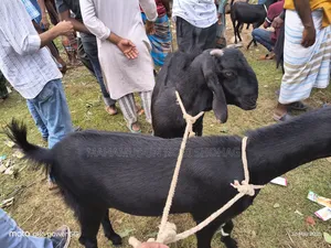 ছাগল বড় সাইজ (খাসি ২ টি)