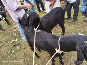 ছাগল বড় সাইজ (খাসি ২ টি)