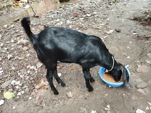 Castrated goat suitable for Aqiqah