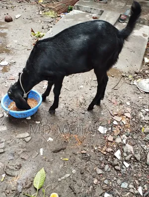 Castrated goat suitable for Aqiqah