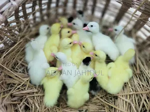 Muscovy Duck Baby
