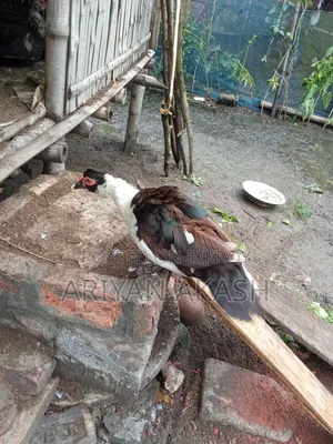 Muscovy ducks for sale