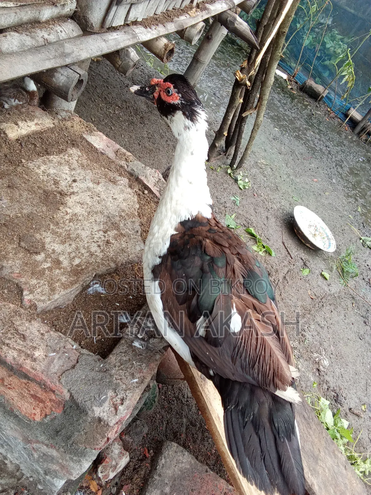 Muscovy ducks for sale