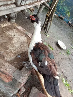Muscovy ducks for sale