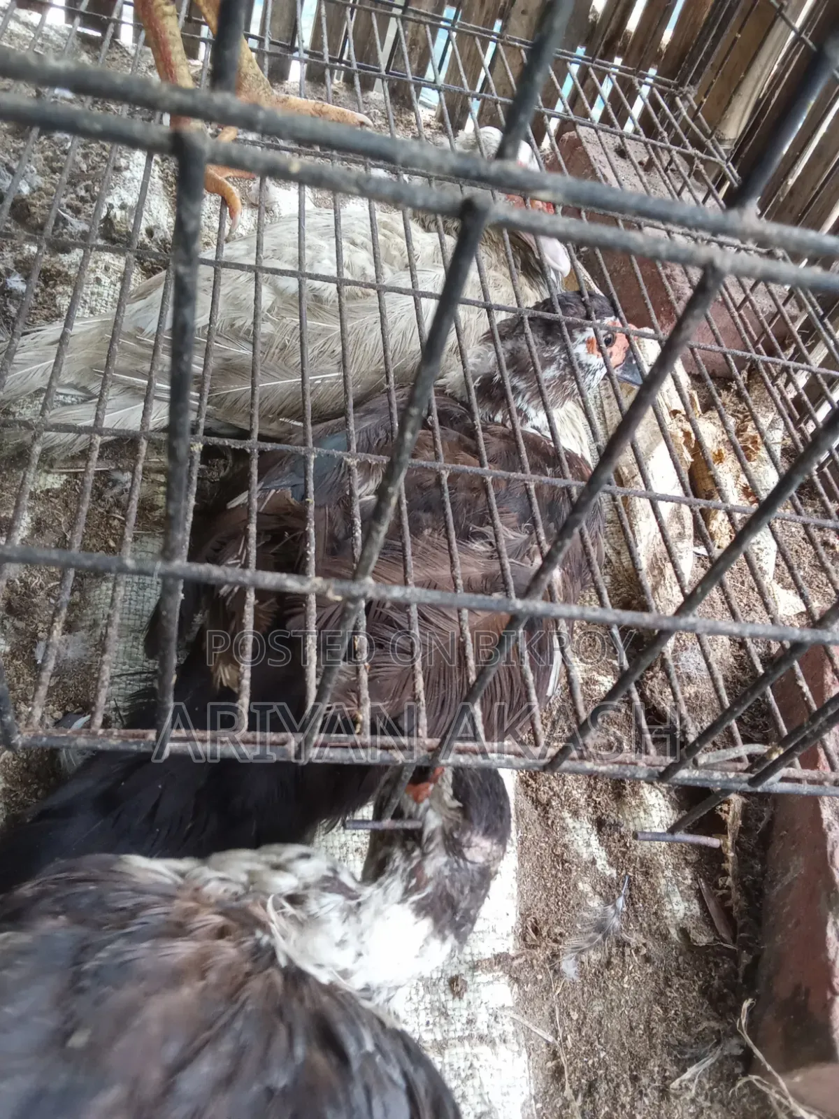 Muscovy ducks for sale