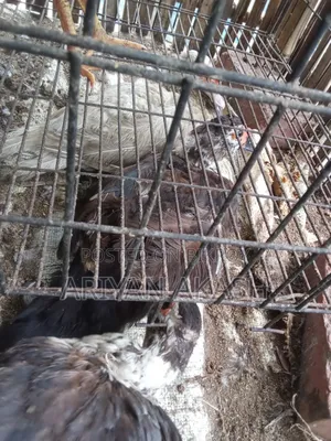 Muscovy ducks for sale