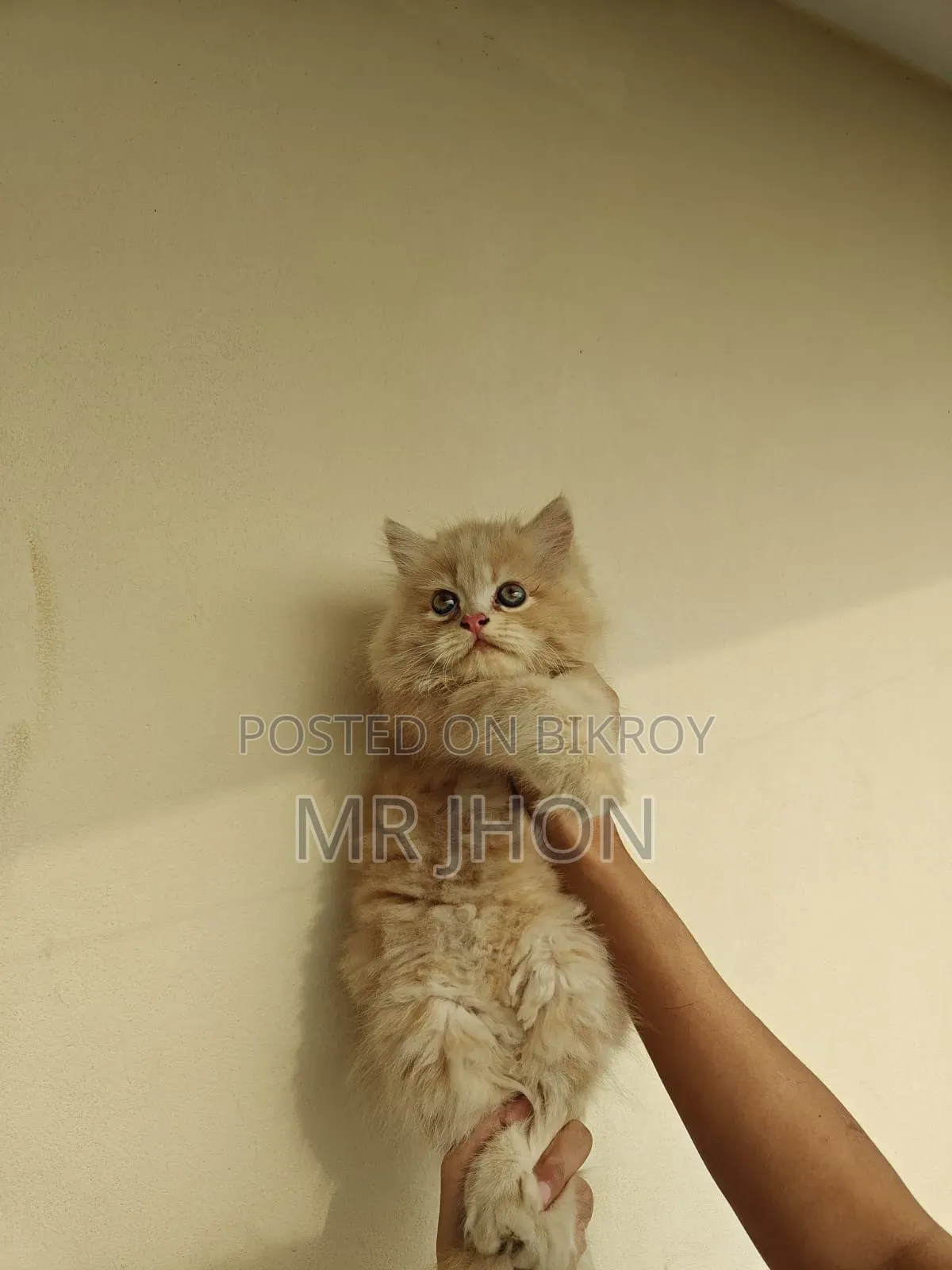 1-3 Months Female Purebred Persian