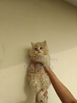 1-3 Months Female Purebred Persian