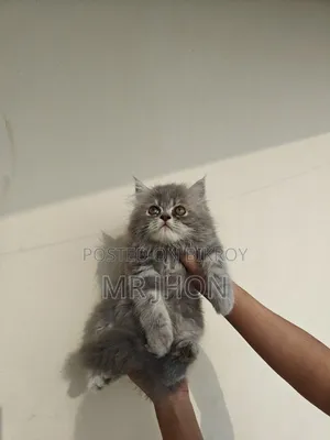 1-3 Months Female Purebred Persian