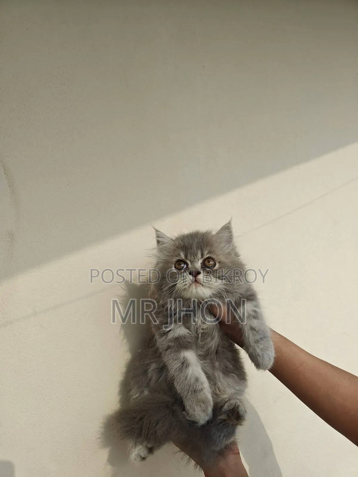 1-3 Months Female Purebred Persian