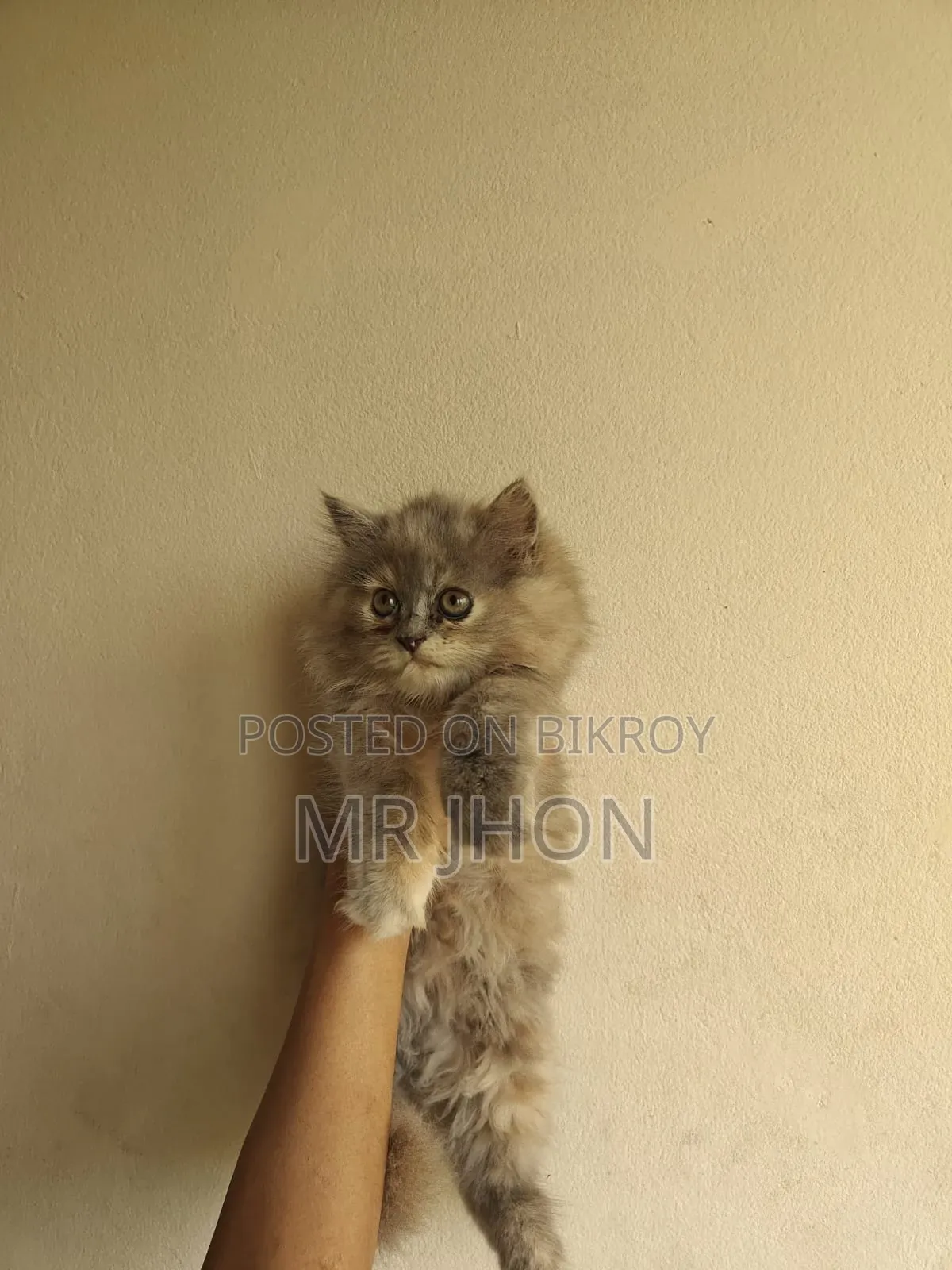 1-3 Months Female Purebred Persian