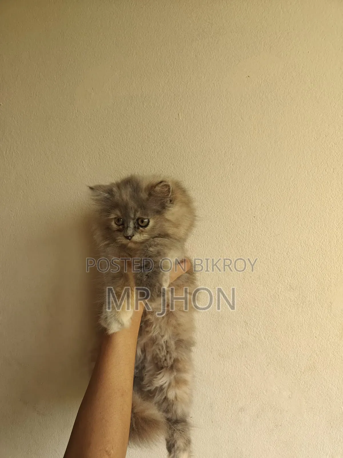 1-3 Months Female Purebred Persian