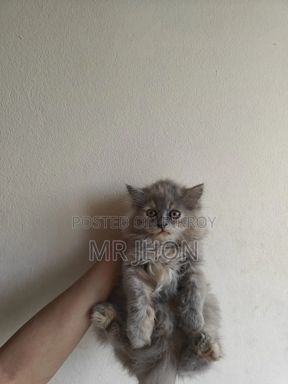 1-3 Months Female Purebred Persian