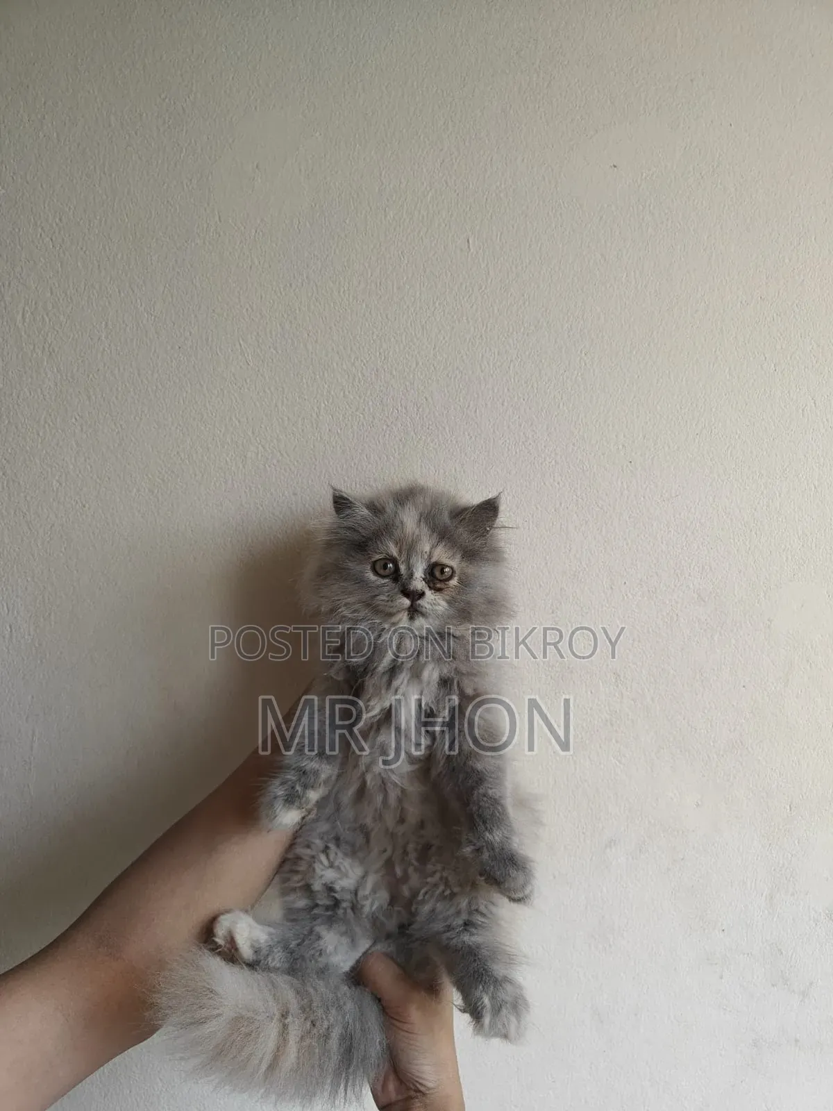 1-3 Months Female Purebred Persian