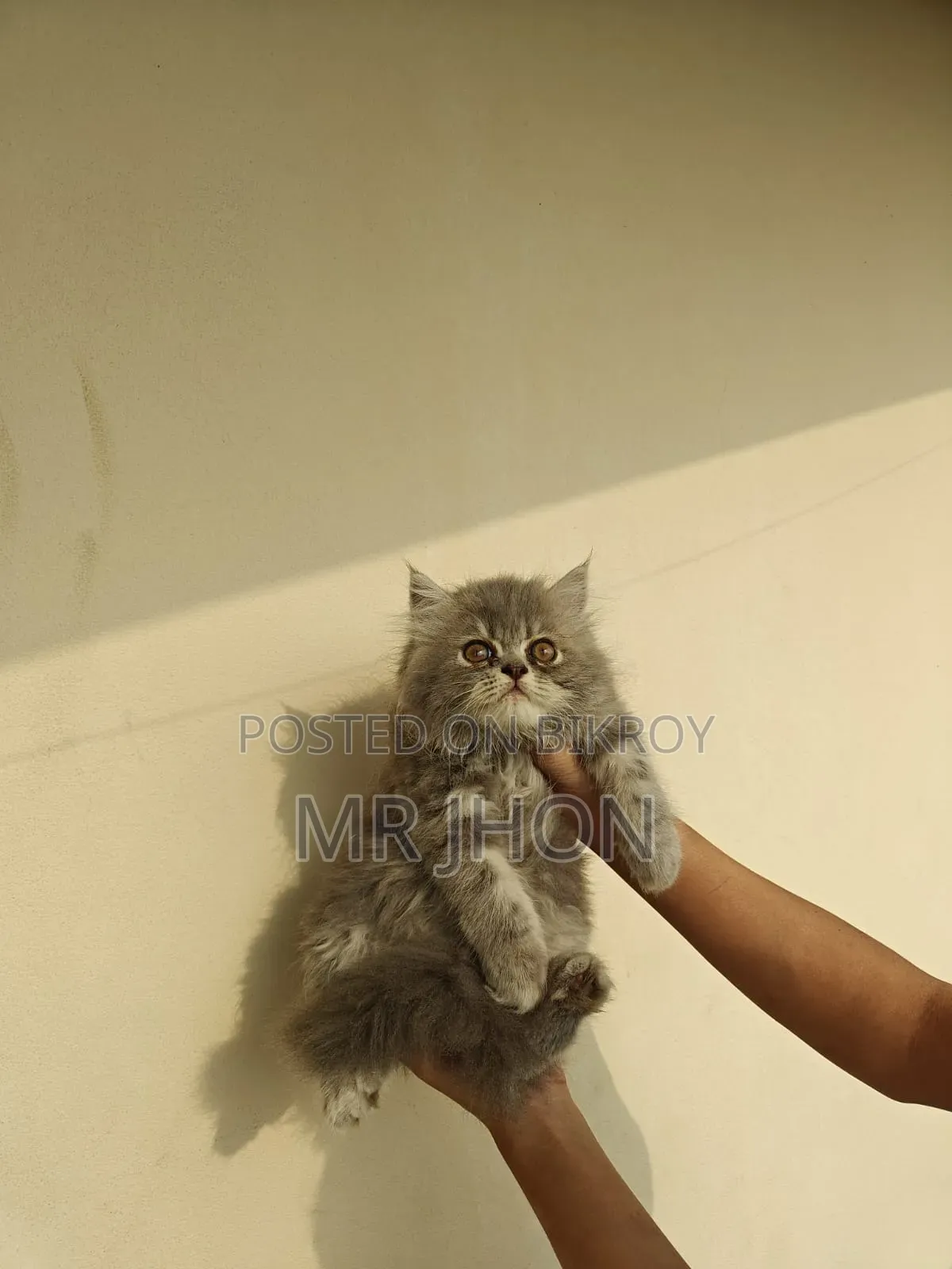 1-3 Months Female Purebred Persian