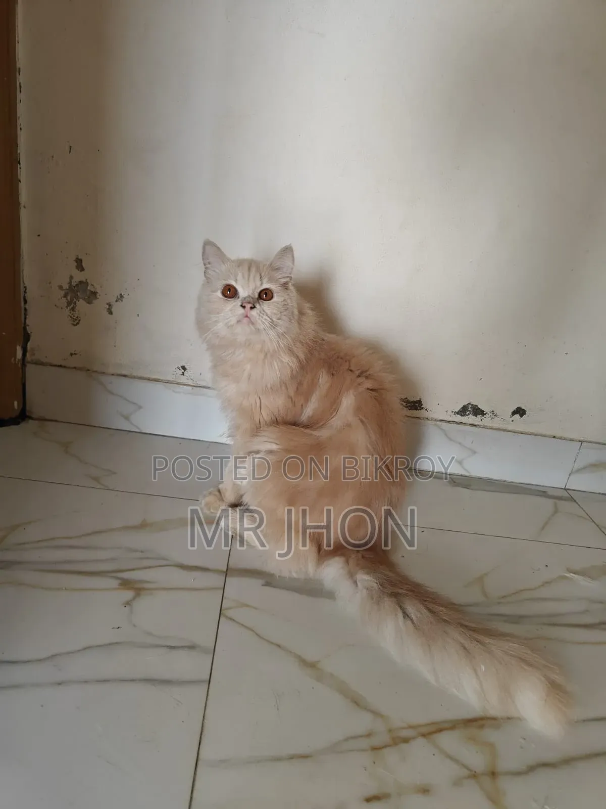1-3 Months Female Purebred Persian