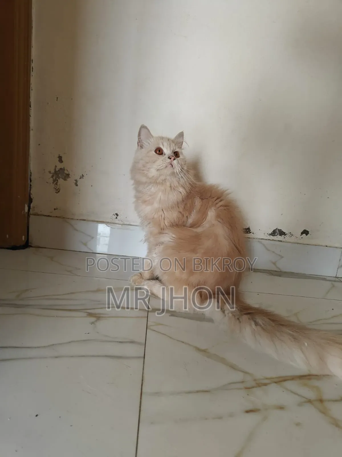 1-3 Months Female Purebred Persian