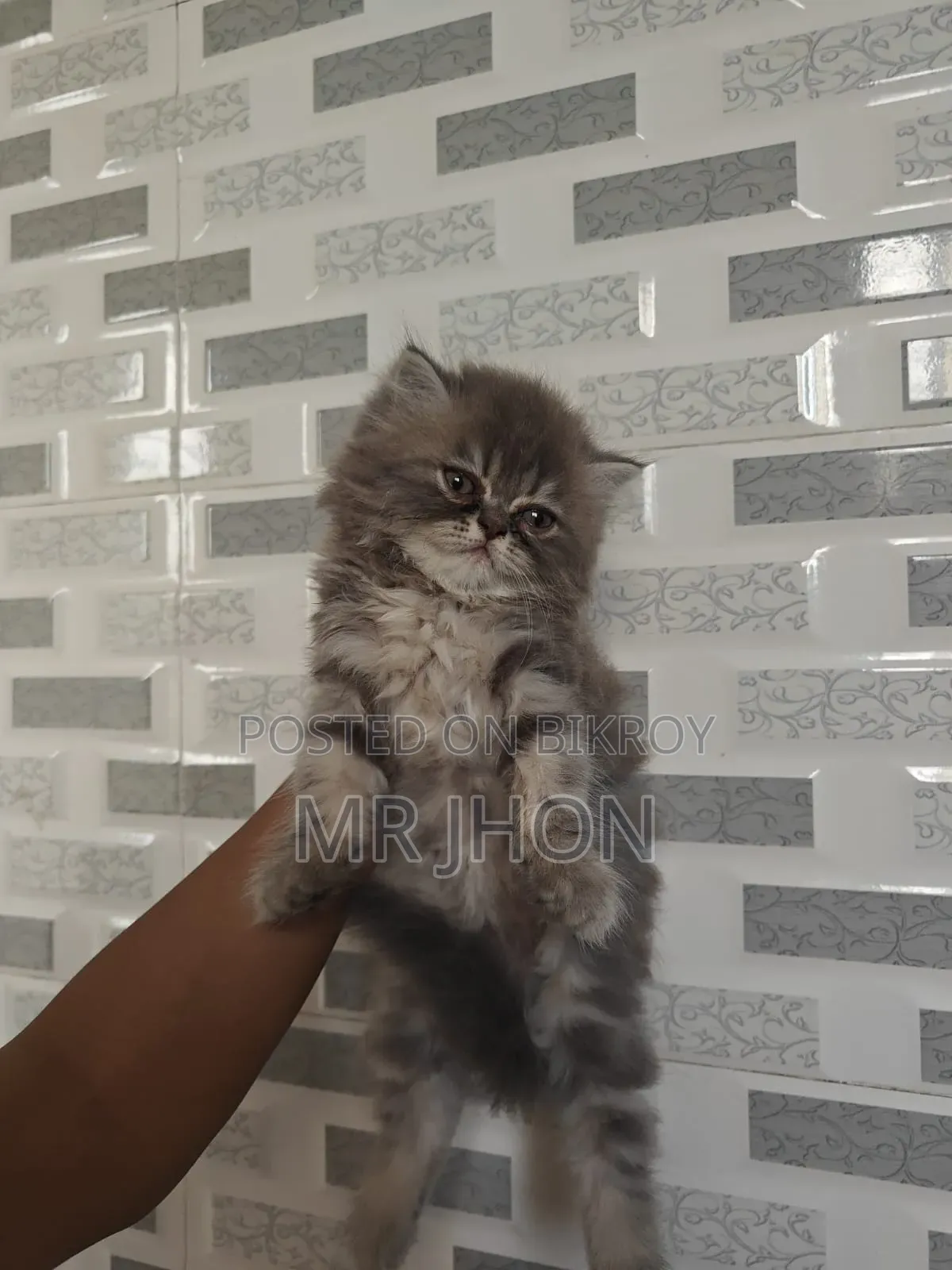 1-3 Months Female Purebred Persian