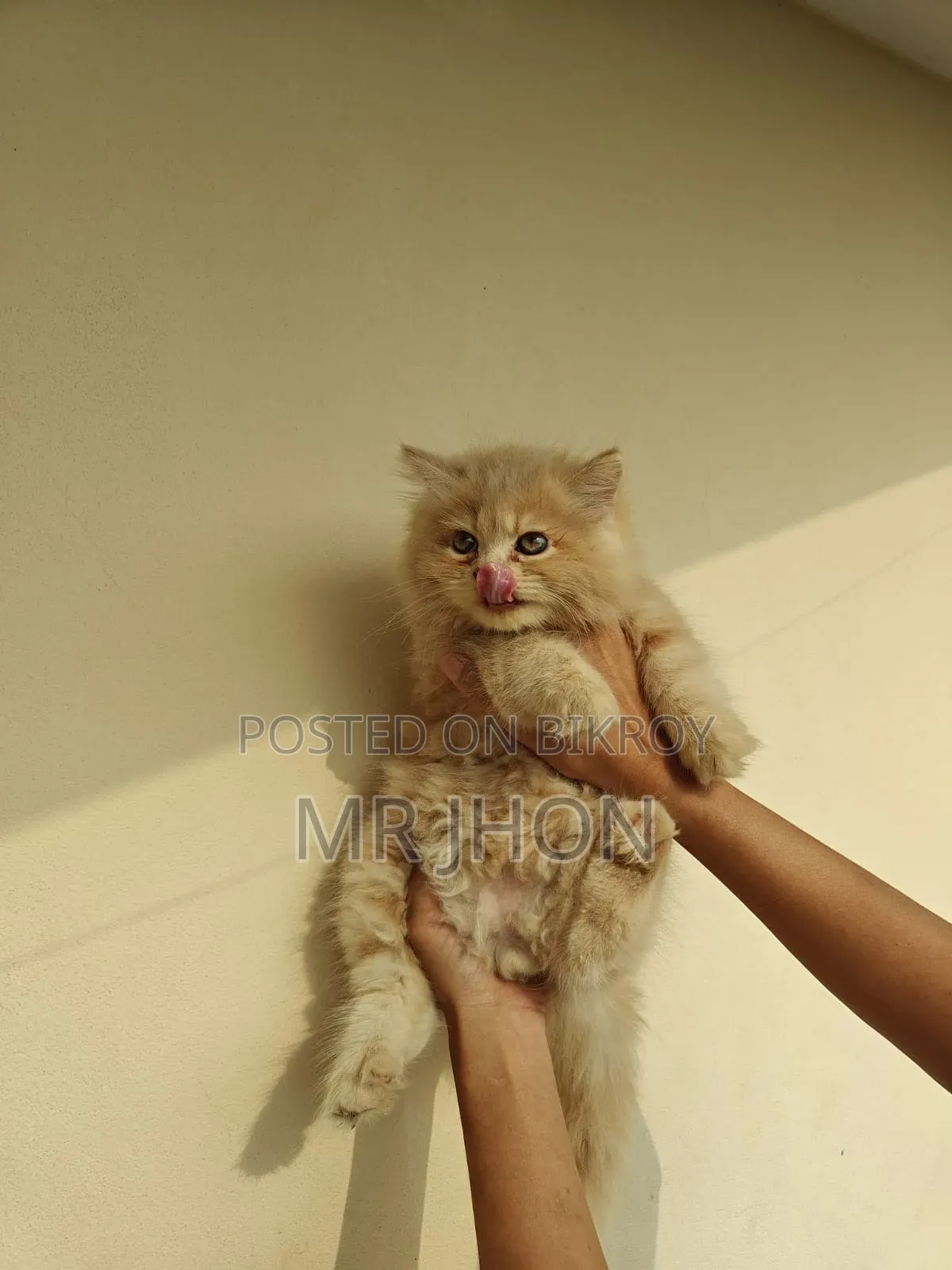 1-3 Months Female Purebred Persian