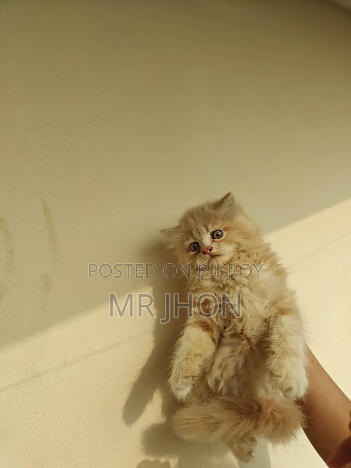 1-3 Months Female Purebred Persian