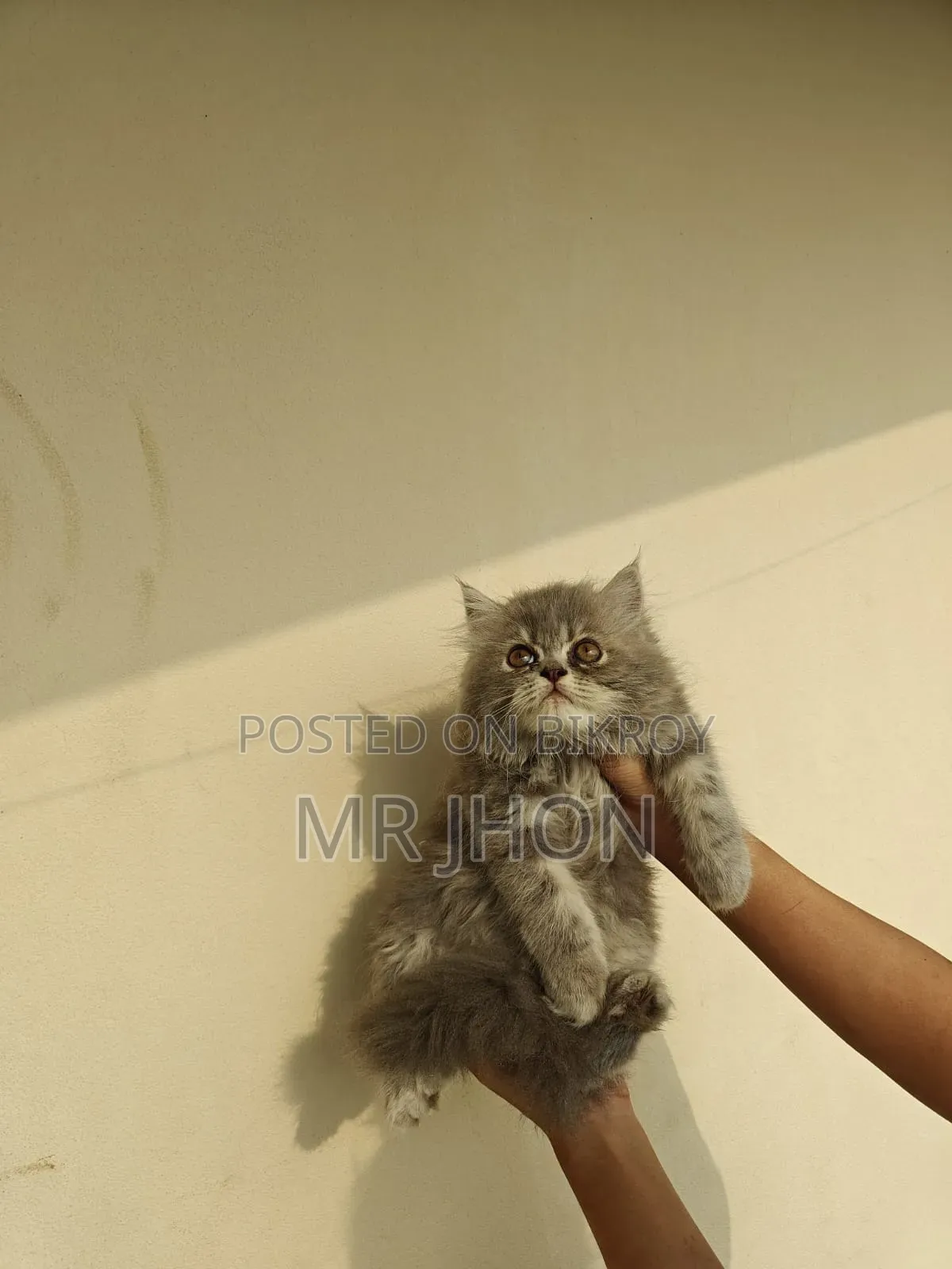 1-3 Months Female Purebred Persian