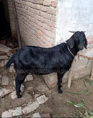 ৫৩ কেজি ওজনের ছাগল