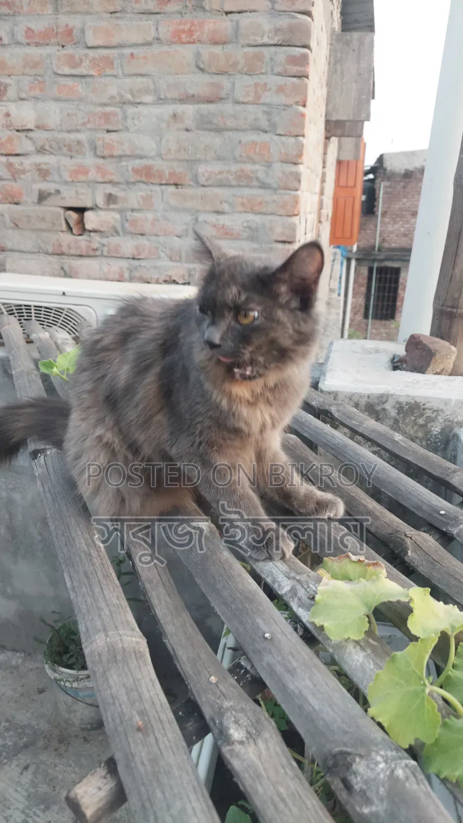 1+ Year Female Purebred Cat