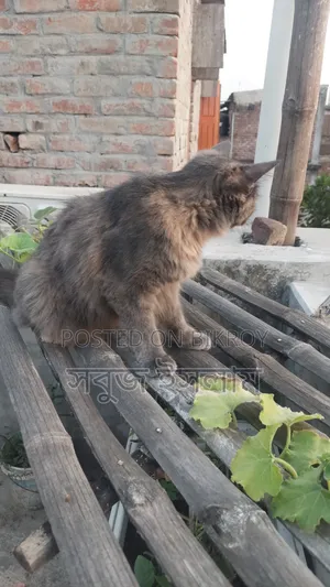 1+ Year Female Purebred Cat
