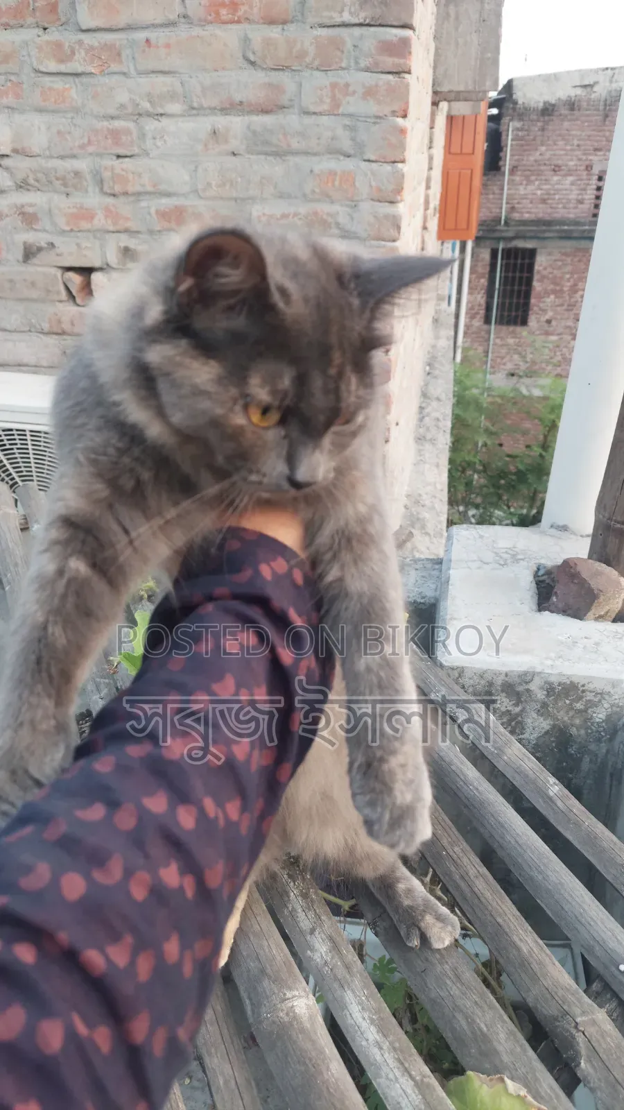 1+ Year Female Purebred Cat