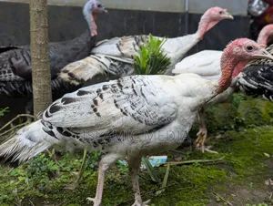 Beautiful and high-quality turkey for sale