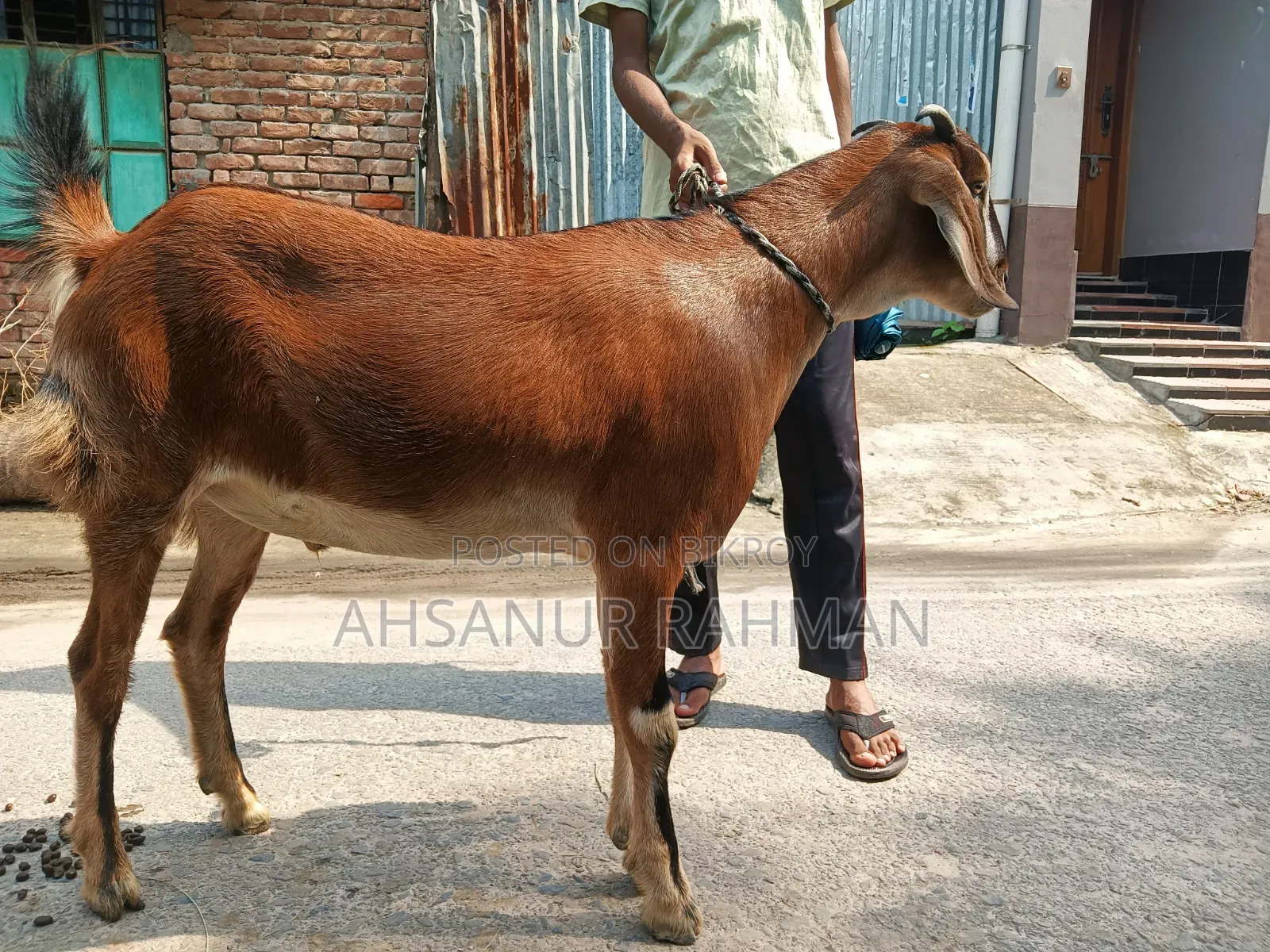 কুরবানীর দেশি খাসি