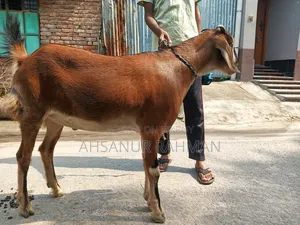 কুরবানীর দেশি খাসি