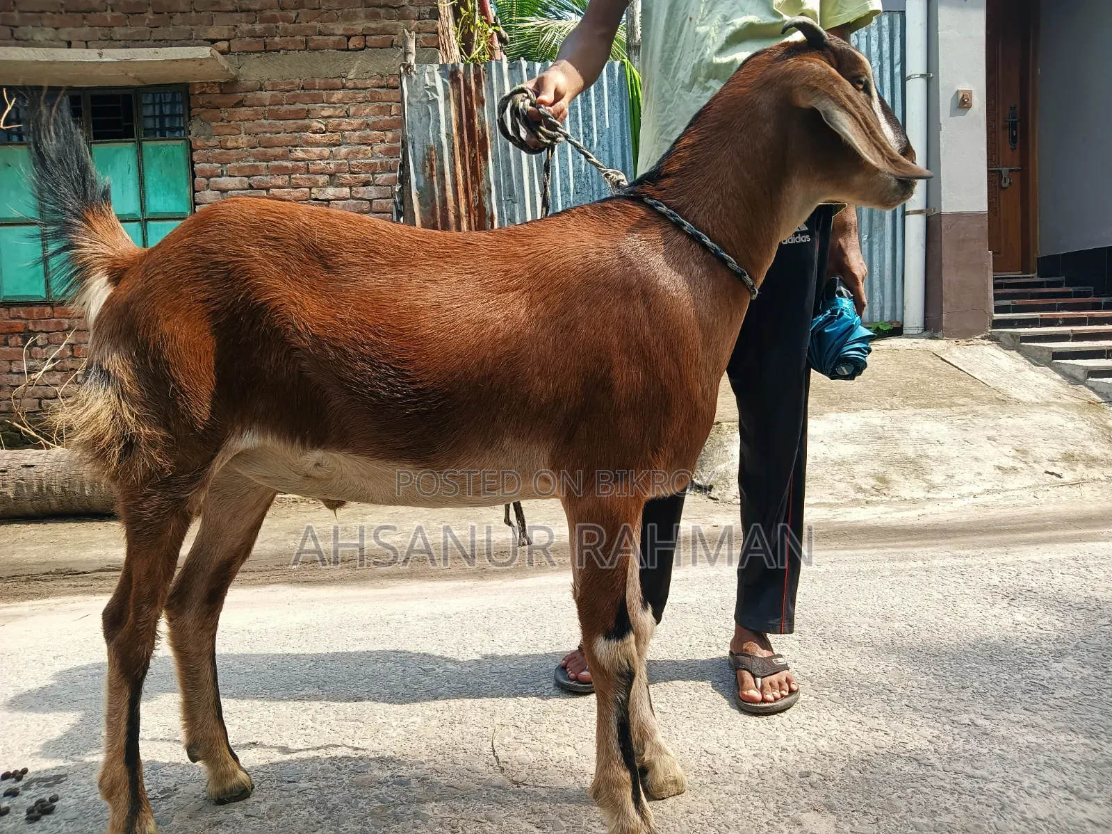 কুরবানীর দেশি খাসি