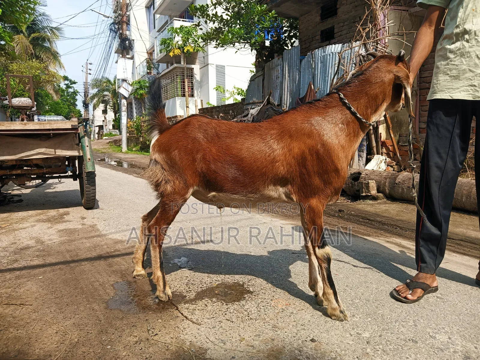 কুরবানীর দেশি খাসি