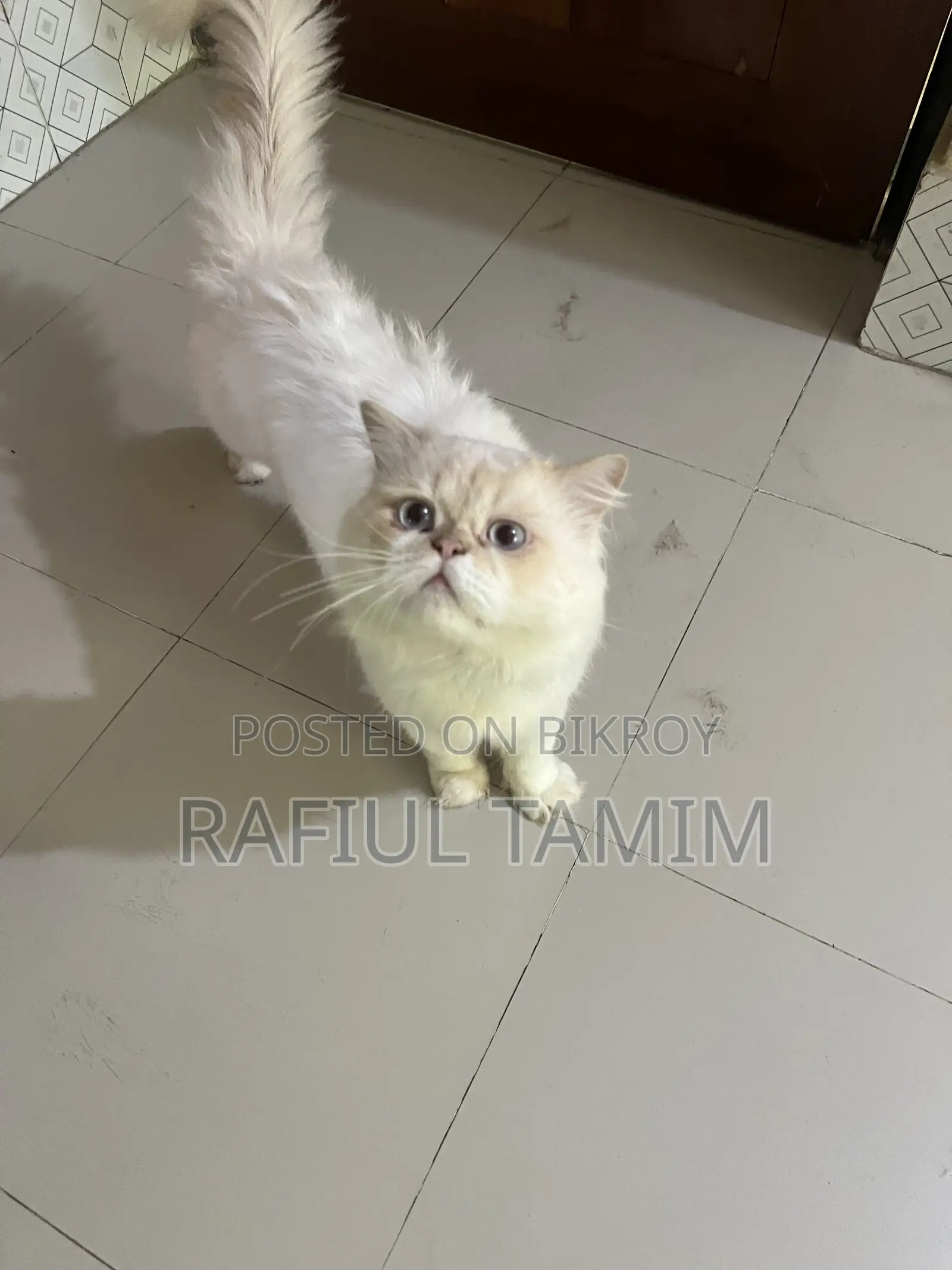 6-12 Months Male Purebred Persian