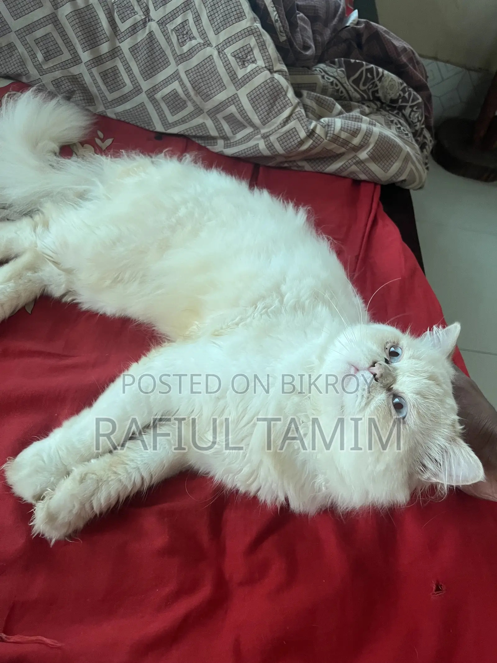 6-12 Months Male Purebred Persian